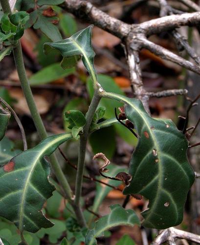 Crossandra fruticulosa image