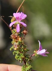 Pelargonium englerianum