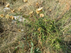 Centaurea orientalis