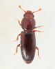 Rhizophagus remotus - Photo (c) Stephen Luk, some rights reserved (CC BY-NC), uploaded by Stephen Luk