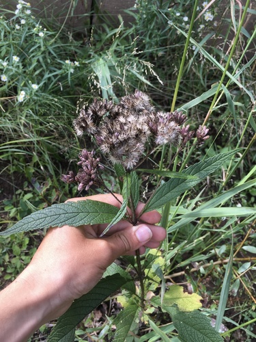 Eutrochium maculatum var. foliosum