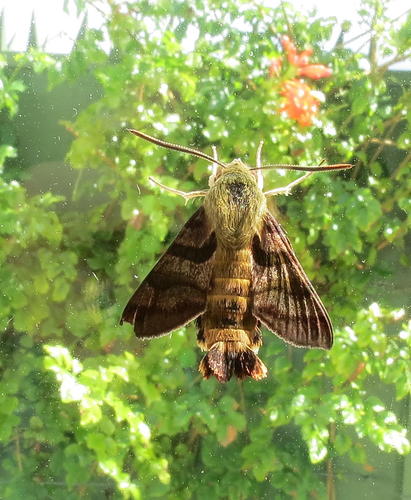 African Hummingbird Hawkmoth