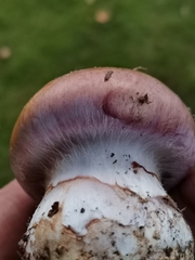 Phlegmacium balteatum