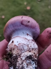 Phlegmacium balteatum