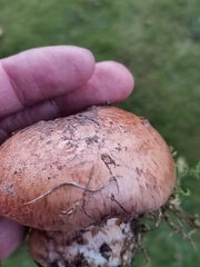 Phlegmacium balteatum