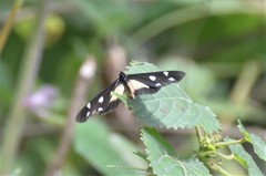 Acraea johnstoni