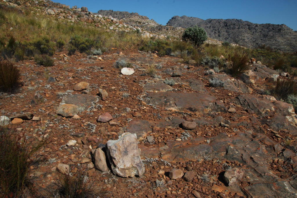 Antimima prostrata, track Sneeuberg Hut to Eikeboom: Cedarberg Wilderness Area