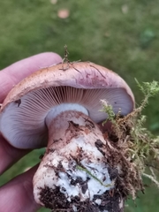 Phlegmacium balteatum