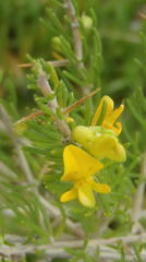 Aspalathus spinosa flavispina