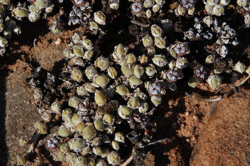 Antimima prostrata