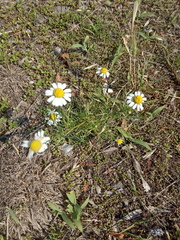 Anthemis ruthenica