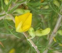 Aspalathus spinosa flavispina