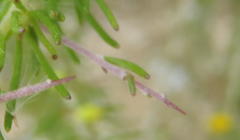 Aspalathus spinosa flavispina