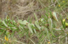Aspalathus spinosa flavispina