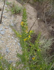 Aspalathus spinosa flavispina