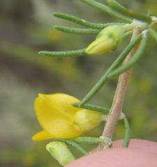 Aspalathus spinosa flavispina