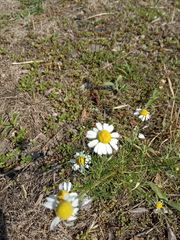 Anthemis ruthenica