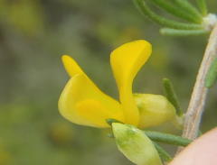 Aspalathus spinosa flavispina