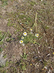 Anthemis ruthenica