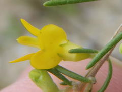 Aspalathus spinosa flavispina