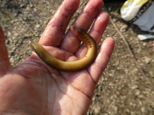 Siberian brook lamprey (Lethenteron kessleri) — Petromyzontidae — 2