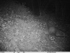 Aonyx capensis capensis