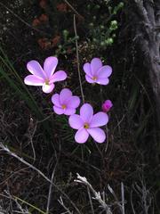 Oxalis polyphylla pentaphylla