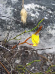 Disa tenuifolia