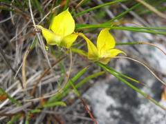 Disa tenuifolia