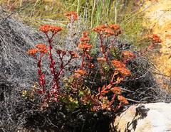 Crassula undulata