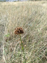 Dianthus capitatus