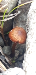 Phaeomarasmius
