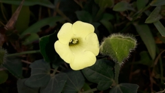 Thunbergia capensis