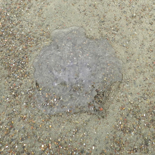 photo of Greater Moon Jelly (Aurelia labiata)