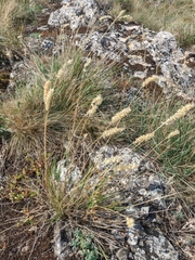 Melica transsilvanica