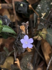 Ruellia blechum