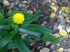 Glottiphyllum longum