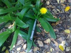 Glottiphyllum longum