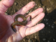 Lethenteron kessleri