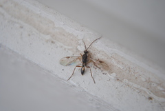 Meteorinae