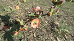 Sphaeralcea cordobensis