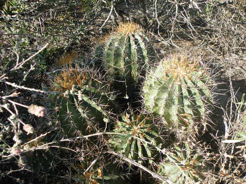 Parrycactus echidne