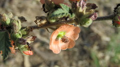 Sphaeralcea cordobensis