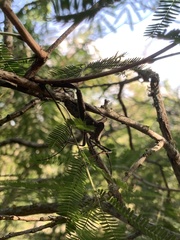 Acanthocephala alata