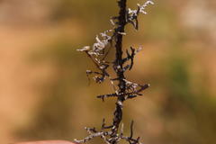 Empusa binotata