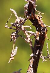 Empusa binotata