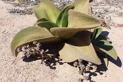 Mesembryanthemum barklyi