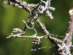 Empusa binotata