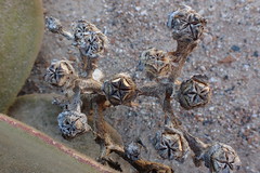 Mesembryanthemum barklyi