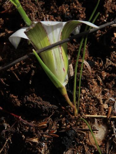 Romulea flexuosa